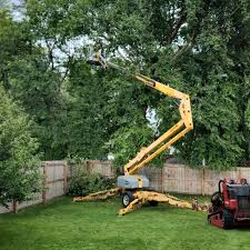 Professional Tree Care Services in Washington Mills, NY