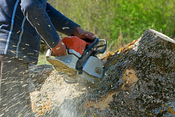 How Our Tree Care Process Works  in  Washington Mills, NY